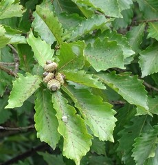 Quercus mongolica