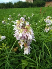 Saponaria officinalis