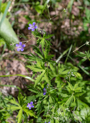 Geranium pseudosibiricum