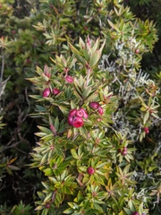 Cyathodes platystoma