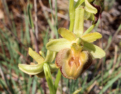 Ophrys sphegodes