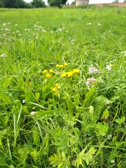 Tanacetum vulgare