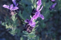 Lavandula stoechas