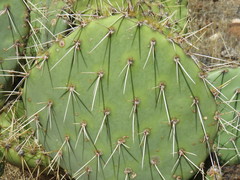 Opuntia engelmannii engelmannii
