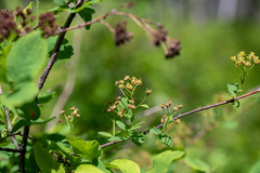 Spiraea media
