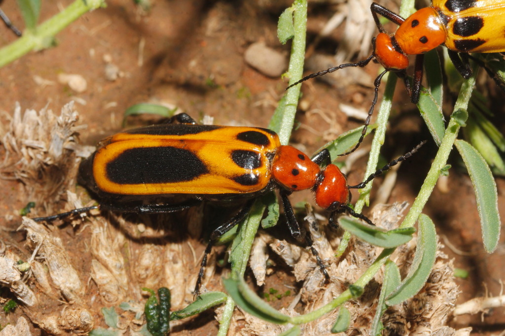 Pyrota plagiata