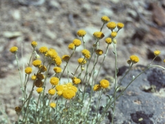 Artemisia nuttallii
