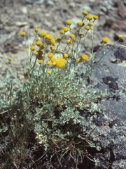 Artemisia nuttallii