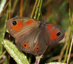 Pseudonympha magoides