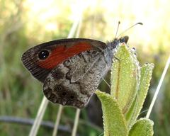Pseudonympha magoides