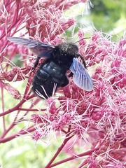 Xylocopa violacea