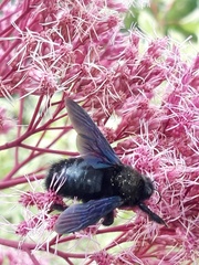 Xylocopa violacea