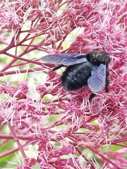 Xylocopa violacea