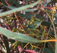 Eucalyptus incrassata