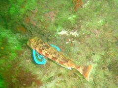 Chelidonichthys capensis