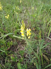 Linaria vulgaris