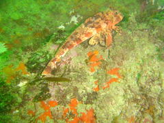 Chelidonichthys capensis