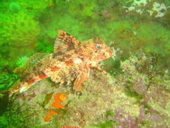 Chelidonichthys capensis