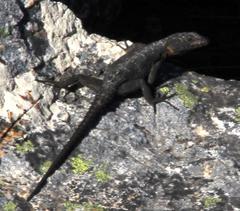 Hemicordylus capensis