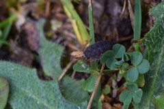 Porcellio scaber