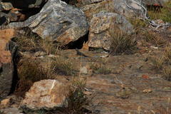 Hemicordylus capensis