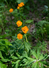 Trollius asiaticus