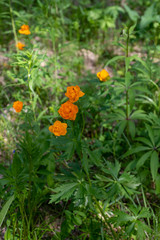 Trollius asiaticus