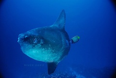 Mola alexandrini