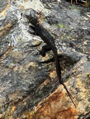 Hemicordylus capensis