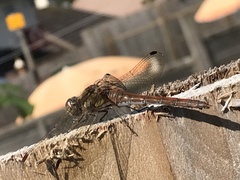 Sympetrum striolatum
