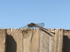 Sympetrum striolatum