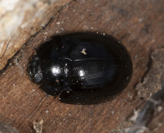 Paropsisterna morio