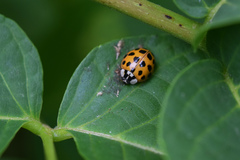 Harmonia axyridis