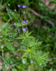 Geranium pseudosibiricum