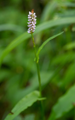 Bistorta officinalis