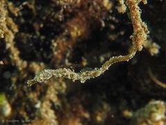 Acentronura breviperula