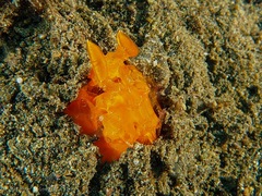 Lysiosquilloides mapia