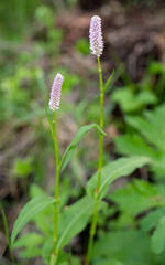 Bistorta officinalis