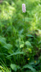 Bistorta officinalis