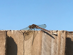 Sympetrum striolatum