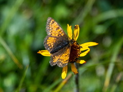 Melitaea arcesia