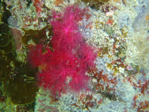 Tenerodus fallax