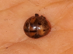 Glomeris ligurica