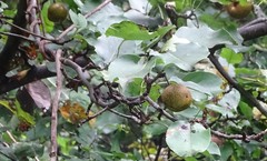 Pyrus pyrifolia