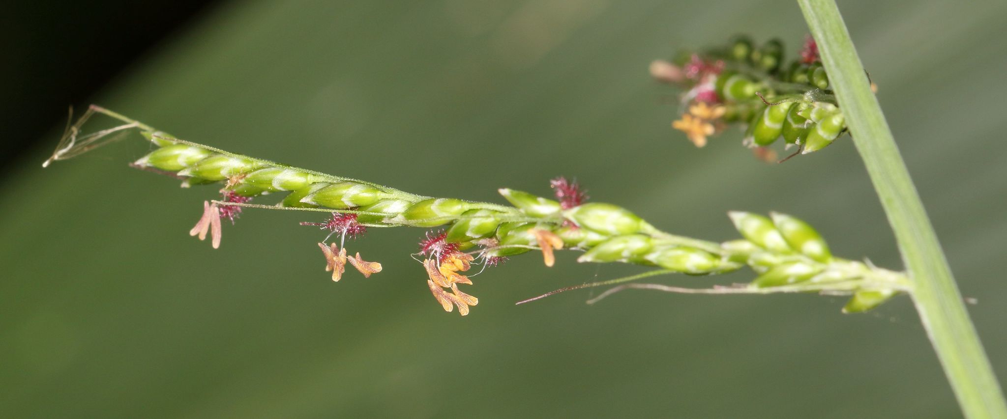 (c) Alan Manson, certains droits réservés (CC BY) https://www.inaturalist.org/observations/92889011