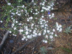 Agathosma planifolia