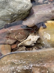 Pterochelus triformis