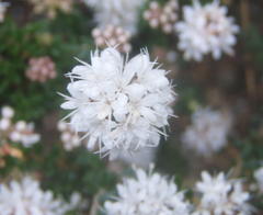 Agathosma planifolia