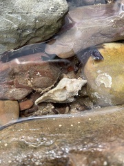 Pterochelus triformis