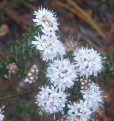 Agathosma planifolia